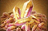 6000 Dreamstone